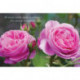 Card Box of 20 Notecards and Envelopes: Pink Rose