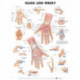 Hand and Wrist Anatomical Chart