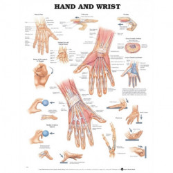 Hand and Wrist Anatomical Chart