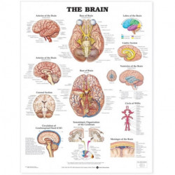 The Brain Anatomical Chart