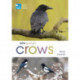 RSPB Spotlight Crows