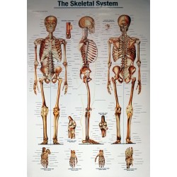 The Skeletal System