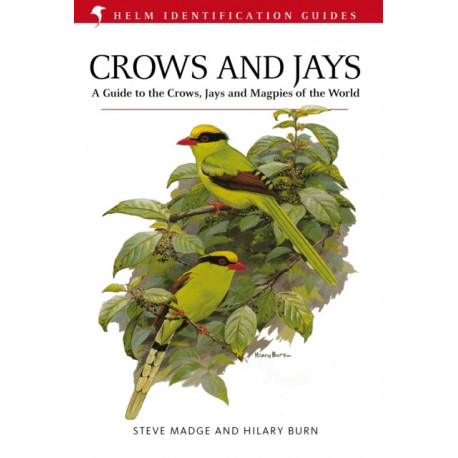 Crows and Jays