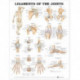 Ligaments of the Joints Anatomical Chart