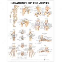 Ligaments of the Joints Anatomical Chart