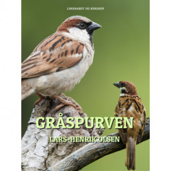 Gråspurven