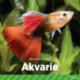 Akvarie