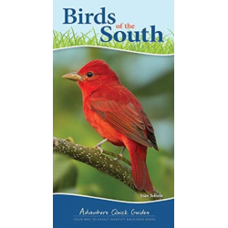 Birds of the South: Your Way to Easily Identify Backyard Birds