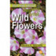 Discovering British Wild Flowers