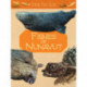 Junior Field Guide: Fishes of Nunavut: English Edition