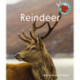 Reindeer