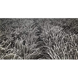 Silver Ghost: An Homage to the Salmon Rivers of Atlantic Canada