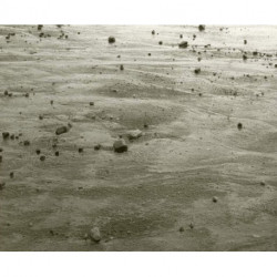 The Nature of Nature: The Photographs of Thaddeus Holownia 1976-2016