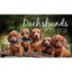 Dachshunds: The Long and the Short of Them