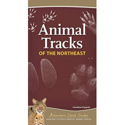 Animal Tracks of the Northeast: Your Way to Easily Identify Animal Tracks