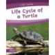 Life Cycle of a Turtle