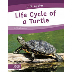 Life Cycle of a Turtle