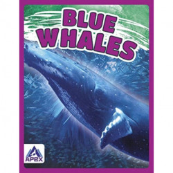 Blue Whales