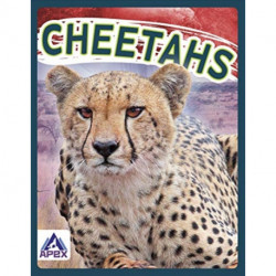 Cheetahs
