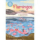 Reading Champion: Flamingos: Independent Reading Non-Fiction Blue 4