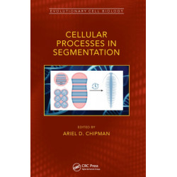 Cellular Processes in Segmentation