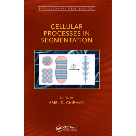 Cellular Processes in Segmentation