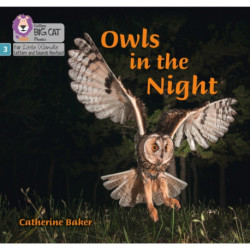 Owls in the Night: Phase 3 Set 2