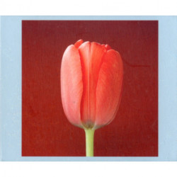 Mapplethorpe Flowers QuickNotes