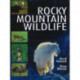 Rocky Mountain Wildlife