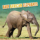 Baby African Elephants