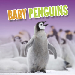 Baby Penguins