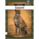 Gepard