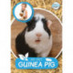 My Pet Guinea Pig