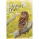 The Tawny Owl