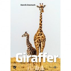 Giraffer