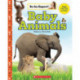 Baby Animals (Be an Expert!)