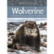 Animals Illustrated: Wolverine