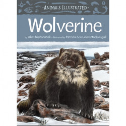 Animals Illustrated: Wolverine
