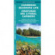 Caribbean Seashore Life / Criaturas del Litoral Caribeno: A Guide to the Life in the Littoral Zone (Bilingual)