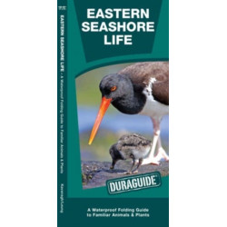 Eastern Seashore Life: A Folding Guide to Familiar Animals & Plants
