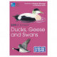 RSPB ID Spotlight - Ducks, Geese and Swans