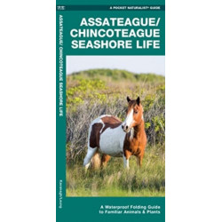 Assateague/Chincoteague Seashore Life, 2nd Ed: A Folding Guide to Familiar Animals & Plants