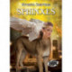Sphinxes
