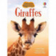 Giraffes