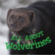 All about Wolverines: English Edition