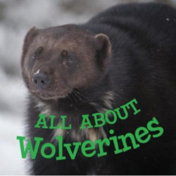 All about Wolverines: English Edition