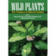 Wild Plants: The Treasure of Natural Healers