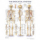 The Skeletal System Anatomical Chart