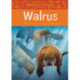 Animals Illustrated: Walrus