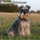 Miniature Schnauzer Square Wall Calendar 2023